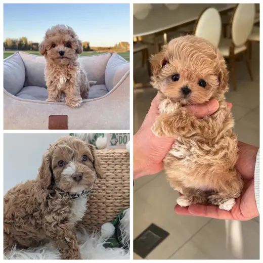 Adorable Miniature Poodle Puppies for Sale
