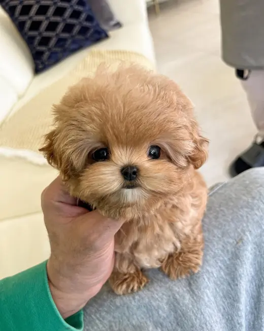 Adorable Cachorro de Poodle Toy en Venta