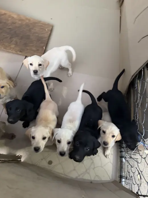 Labrador Retriever Puppies