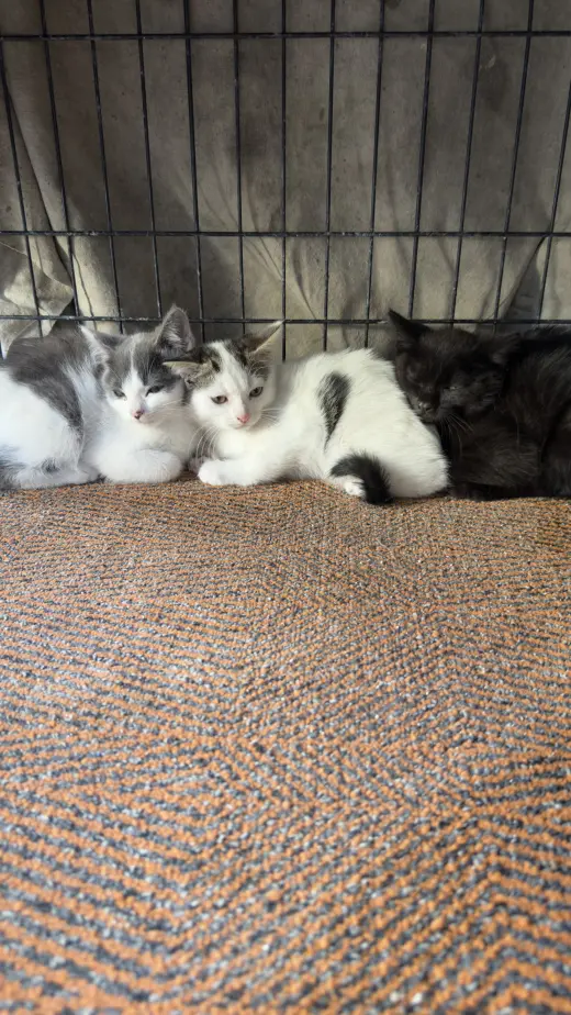 Adorables Gatitos en Adopción