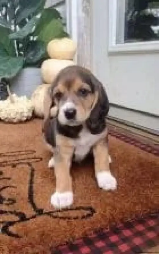 Adorable beagle bebes en venta