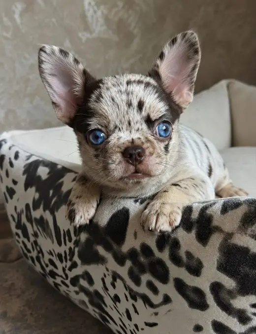 Adorable Cachorro Chihuahua Merle en Venta