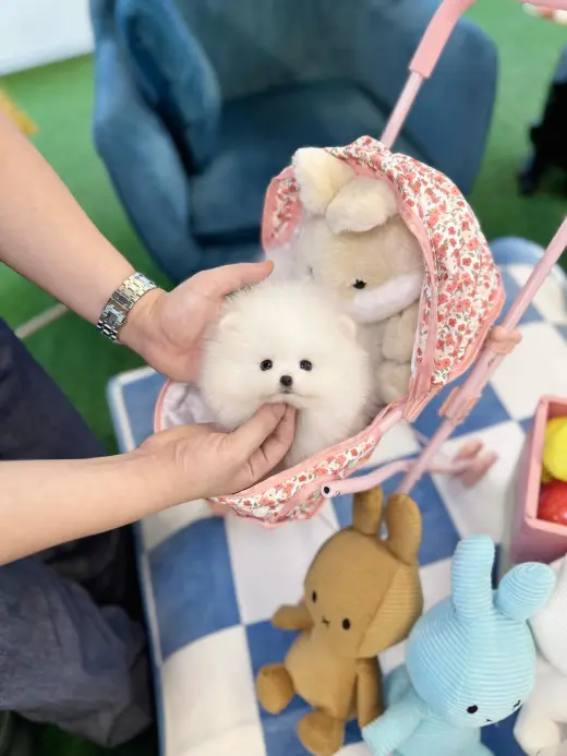 Pure breed puppies