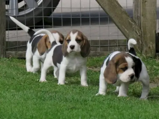 venta de Cachorros beagle labrador cruzado para entrega inmediatac