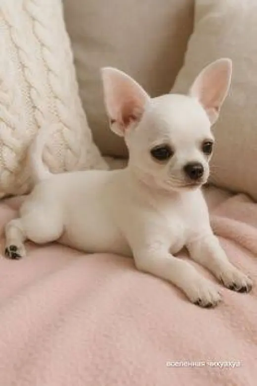 Adorable Cachorro Chihuahua en Venta