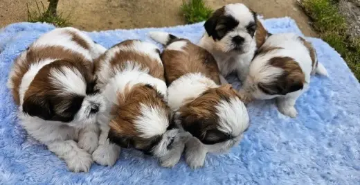 Buscas un shihtzu cachoros lindo