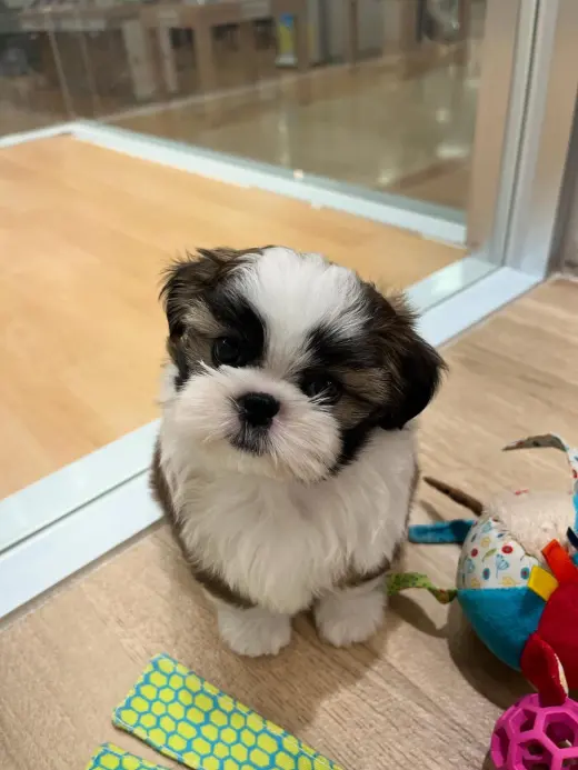 Adorable Cachorro Shih Tzu en Venta