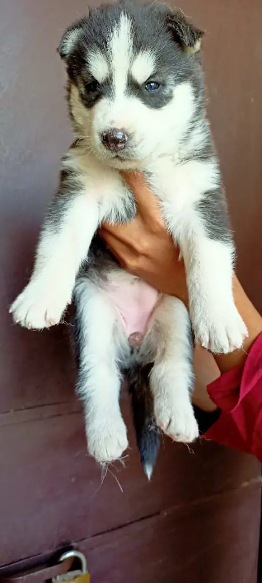 Cachorros Husky Siberiano