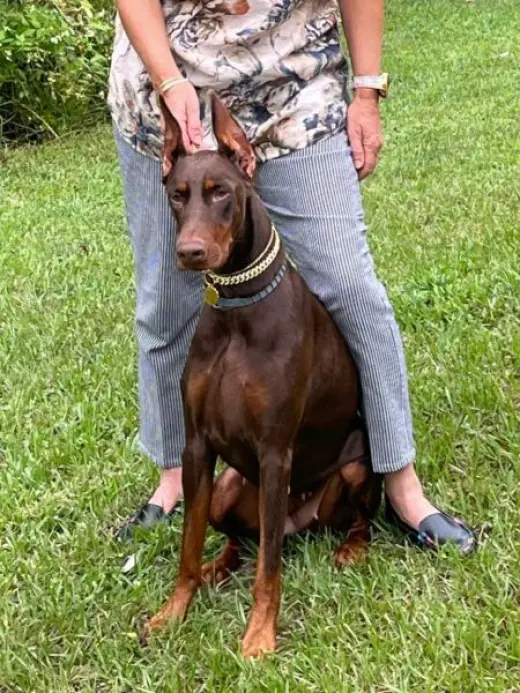 Female Doberman very sweet one.