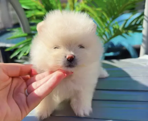 Mini Pomeranian Available