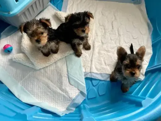 Encantador y bien adiestrado Yorkie busca un nuevo hogar definitivo.