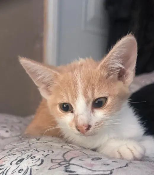 HERMOSA GATITA BUSCA HOGAR
