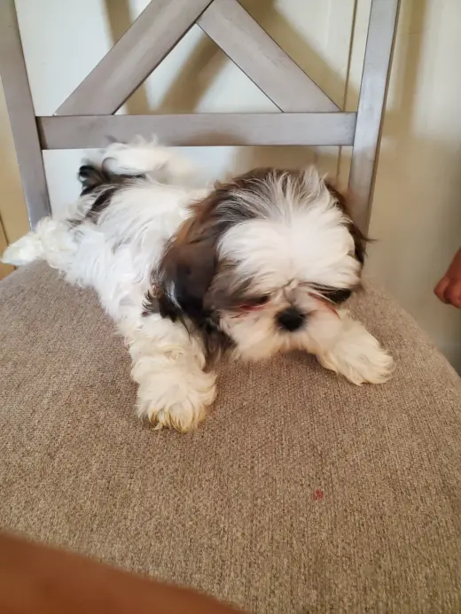 Shih-tzu