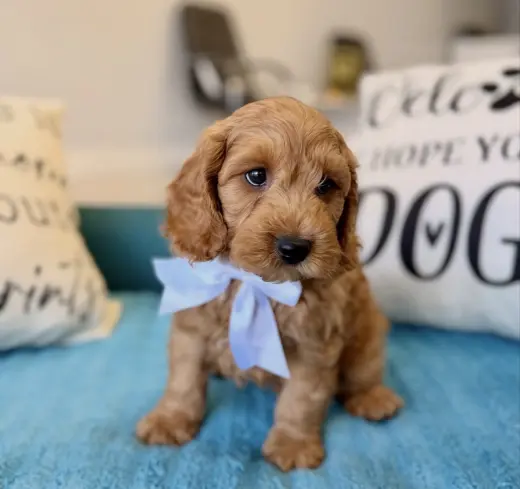 Adorable Golden Doodle Puppy for Sale