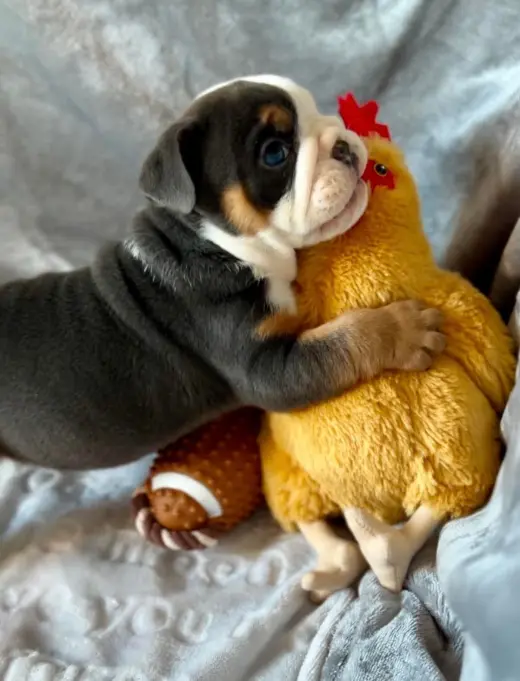 Perrito Adorable con Juguete de Peluche en Venta