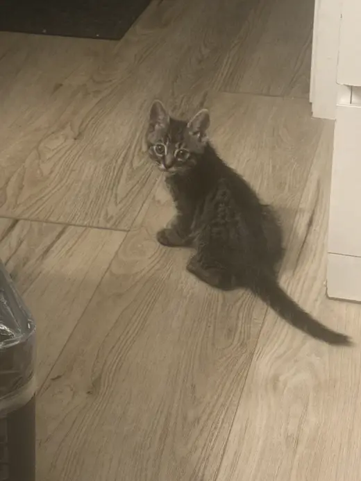 Regalo bebés gatitos
