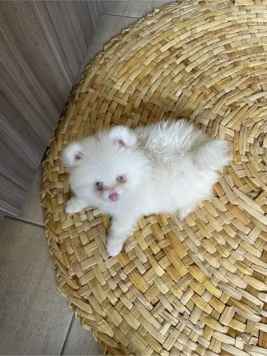 Adorable Cachorro Pomerania Blanco en Venta