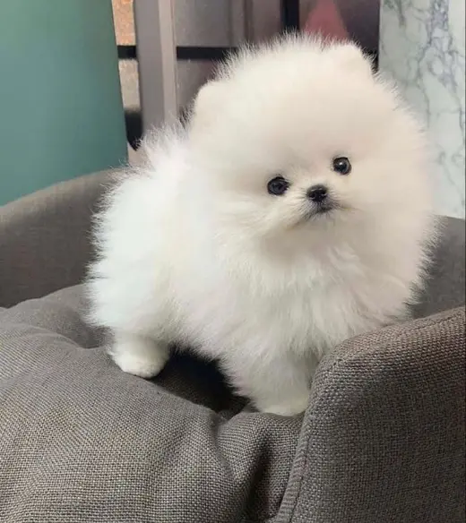 Cachorros de Pomerania amigables, listos para entrega inmediata