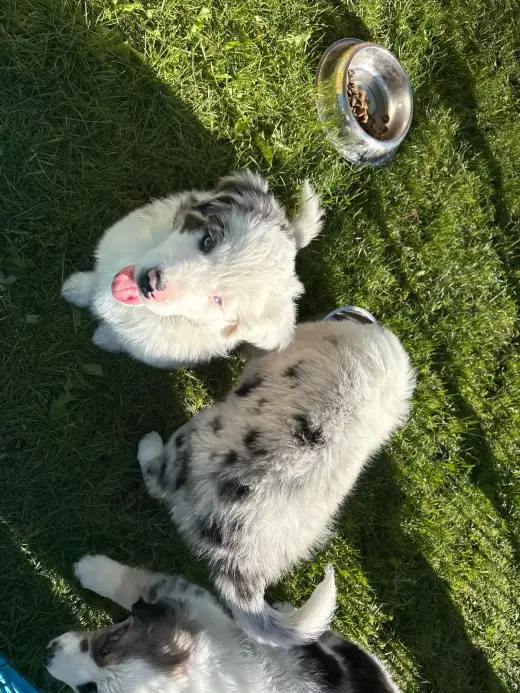 Australian Shepherds Puppies