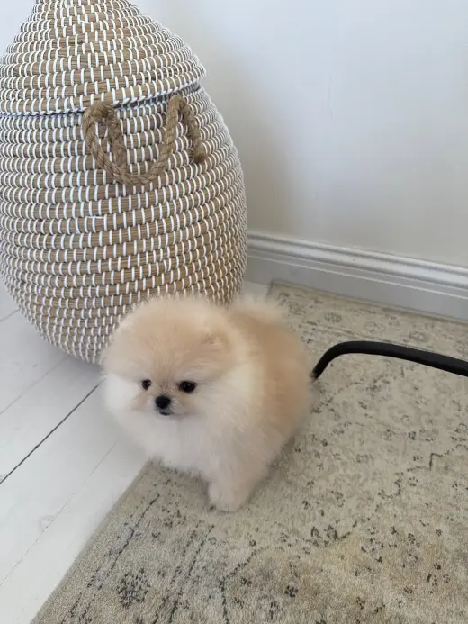 Adorable Cachorro Pomerania en Venta