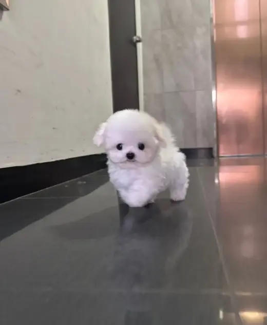 Hermoso Cachorro Maltés en Venta
