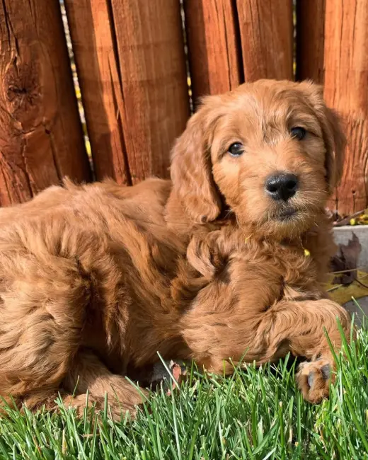 Mini Golden doodle Perro