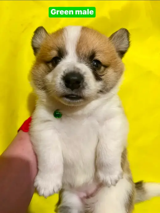 Corgi Welsh X Maremma