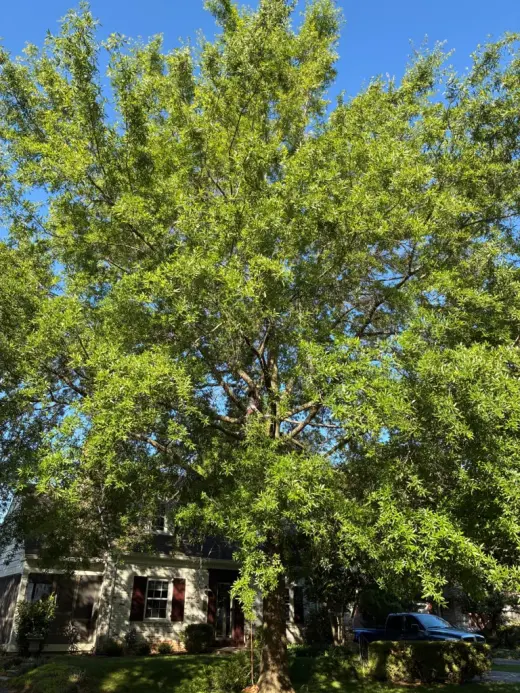Benigno Perez Tree Services