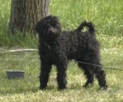 Perro Negro Adorable en Venta