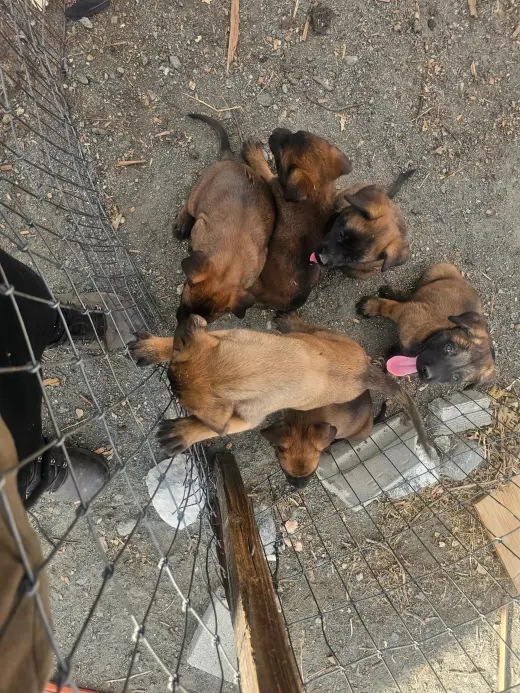 Adorables Cachorros en Adopción