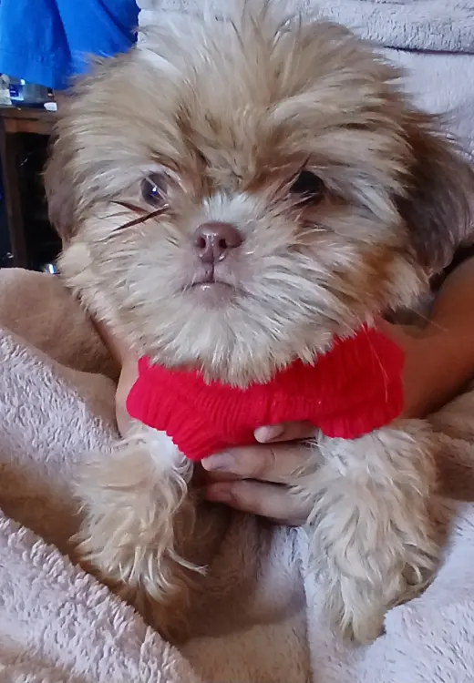 Perritos Shih Tzu