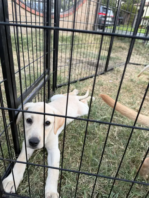 Labrador Retriever Puppys