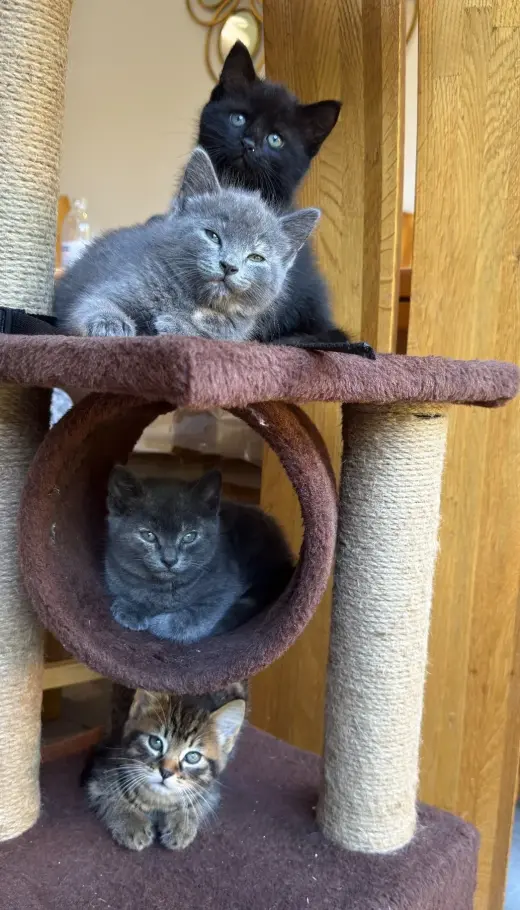 Dos gatitas y dos gatitos de raza British Shorthair.