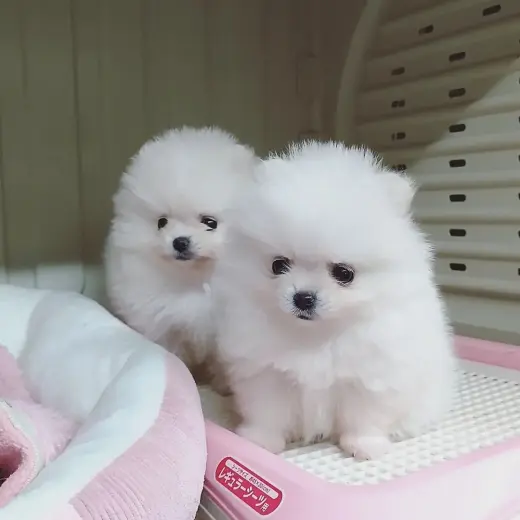 Cachorros Pomerania adorables