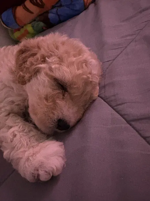 Puppy