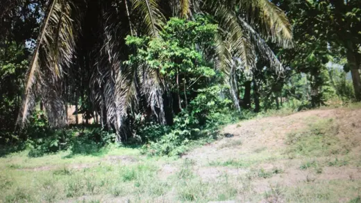 Propiedad en Venta en Matapalo de Quepos