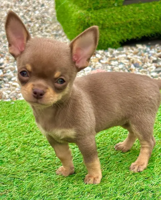 Hermoso Cachorro Chihuahua en Venta