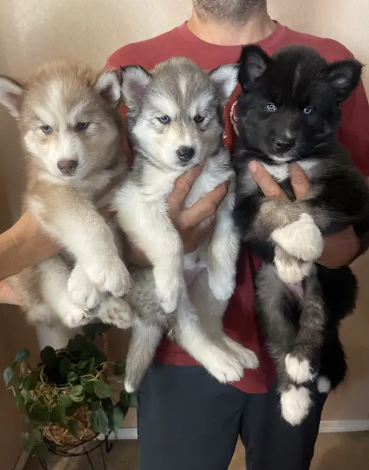 Husky Puppies