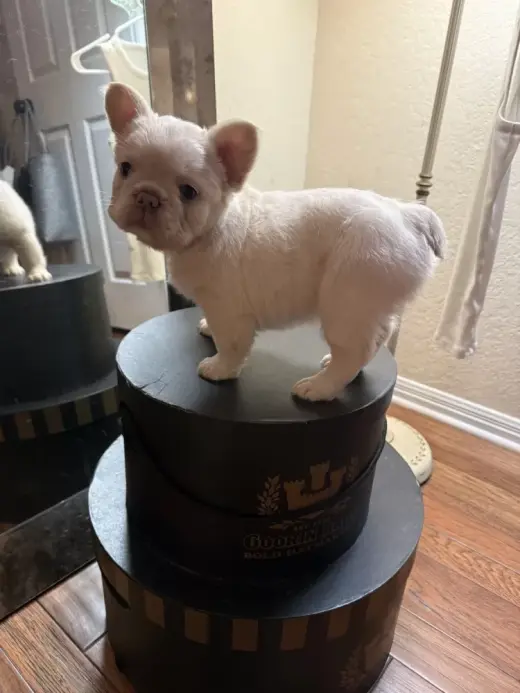 Cachorros Frenchie mullidos, dulces y burbujeantes