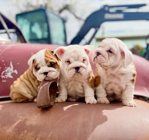 Adorables Cachorros Bulldog Inglés