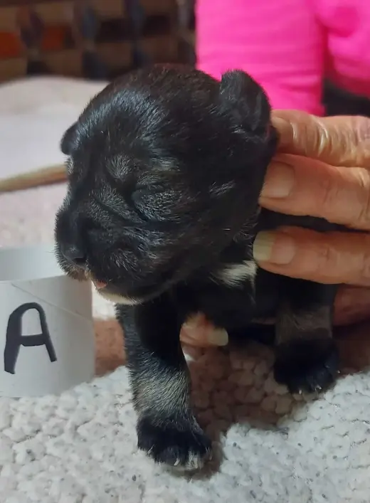 Miniature schnauzer puppies