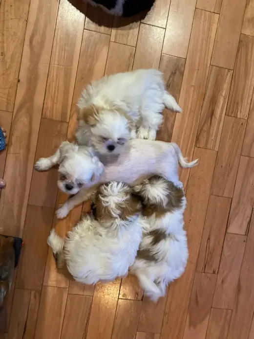 Cachorros de Shih Tzu blancos