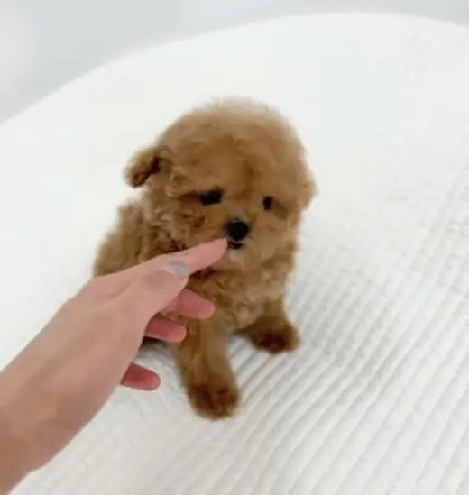 Teacup puppies available for adoption