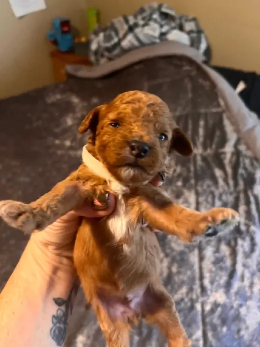 Cavapoo
