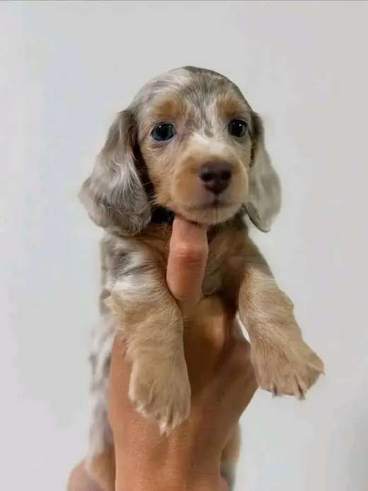Dachshund puppies