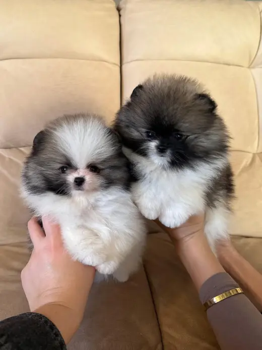 $500, Adorables Cachorros Pomerania