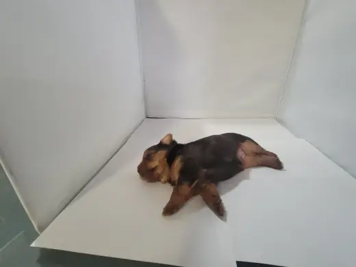 Yorkie small puppys