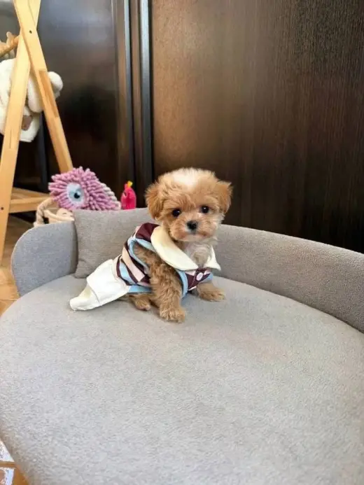 Adorable Toy Poodle Puppy for Sale