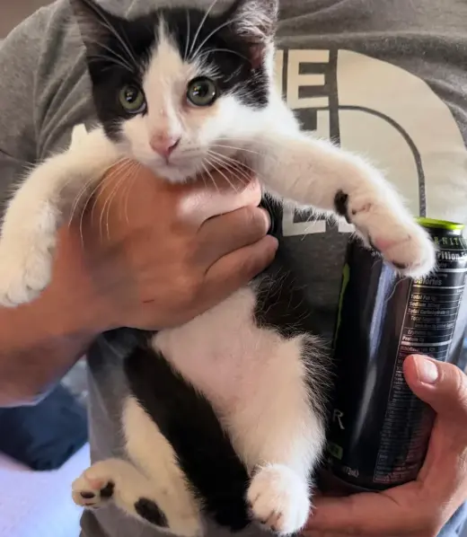 GATITA EN BUSCA DE HOGAR