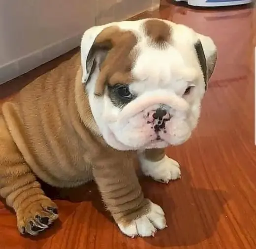 Hermoso Cachorro Bulldog en Venta